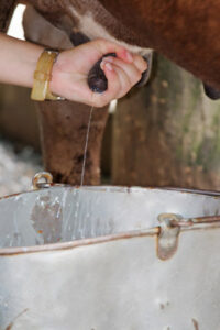 Maple Field Milk: Full-Tilt Farming Image
